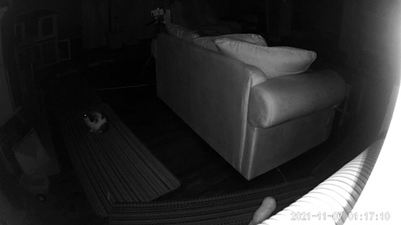 Bunny Quietly Enjoys Warm Fireplace