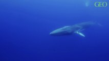 Pour le troisième année consécutive, la chasse à la baleine ne sera pas pratiquée en Islande