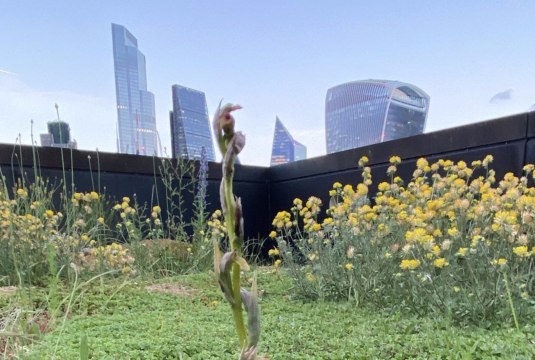 De rares orchidées disparues depuis 2009 découvertes par hasard sur le rooftop d'un bureau londonien
