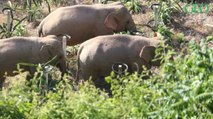 Chine : ces éléphants sauvages sèment la pagaille après avoir quitté leur réserve