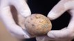En Israël, des archéologues ont trouvé un oeuf de poule intact et vieux de 1 000 ans