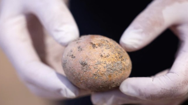 En Israël, des archéologues ont trouvé un oeuf de poule intact et vieux de 1 000 ans