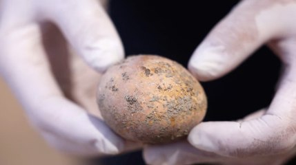 En Israël, des archéologues ont trouvé un oeuf de poule intact et vieux de 1 000 ans