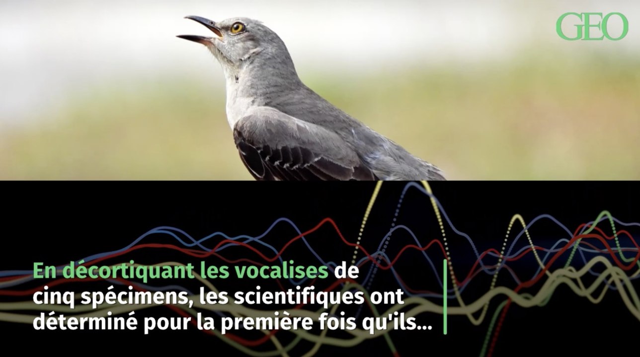 Les oiseaux moqueurs sont de grands compositeurs