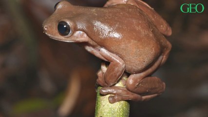 Nouvelle-Guinée : découverte d'une "grenouille chocolat"