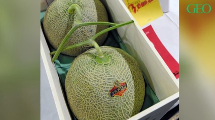 Japon : le Yubari King, le melon qui peut atteindre les milliers d'euros