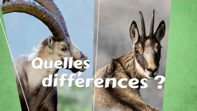Chamois et bouquetin : quelles différences ?