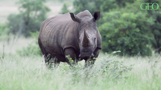 Afin de protéger les rhinocéros du braconnage, des scientifiques ont eu l’idée d’utiliser la physique nucléaire