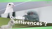 Quelles sont les différences entre pigeon, colombe, tourterelle ?