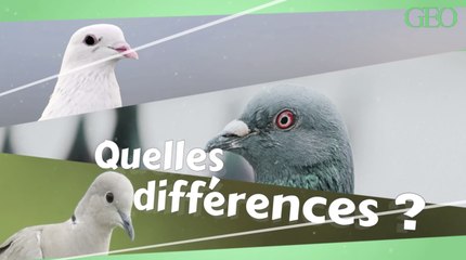 Quelles sont les différences entre pigeon, colombe, tourterelle ?