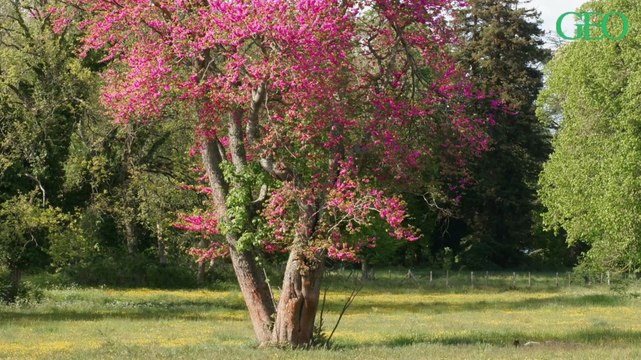 Repéré par hasard en Seine-et-Marne, cet arbre rejoint l’inventaire national des arbres remarquables de France