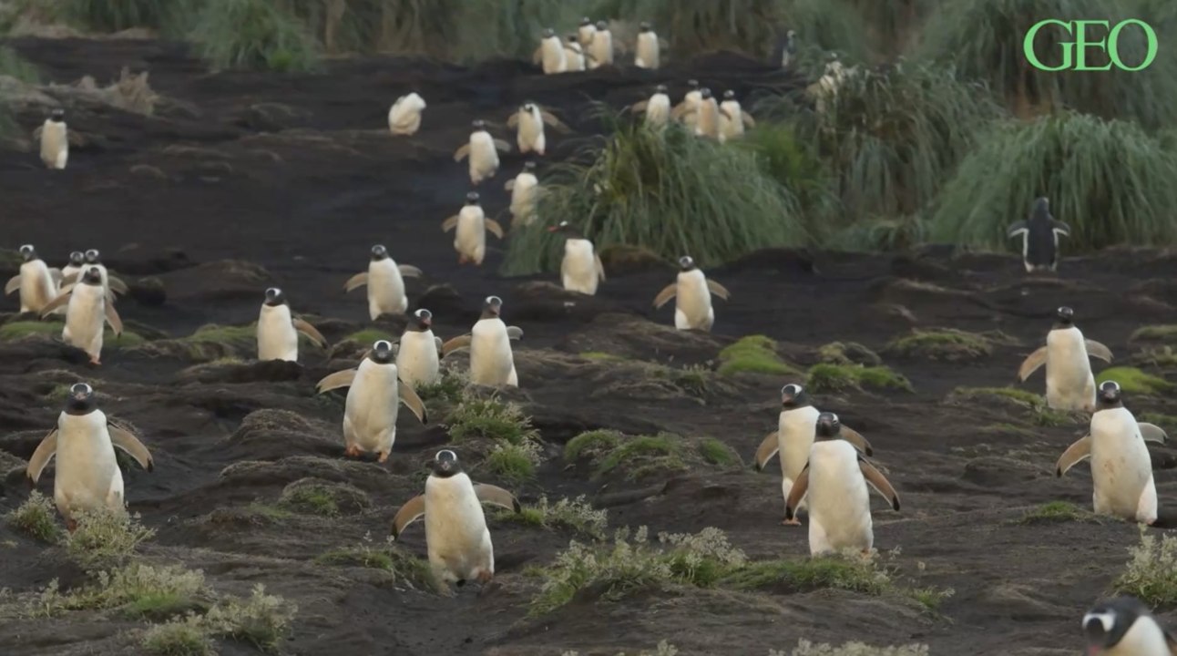 Des scientifiques ont estimé la population d’oiseaux sauvages existant à travers le monde