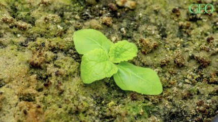 Aux Etats-Unis, des scientifiques font germer des graines vieilles de 142 ans