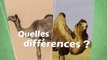 Quelles sont les différences entre un chameau et dromadaire ?