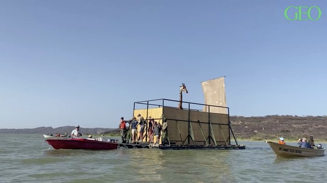 Kenya : l'évacuation spectaculaire de girafes de Rothschild