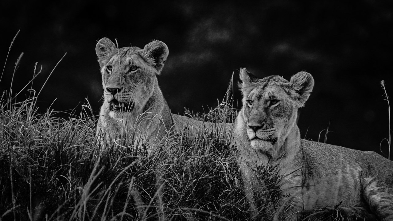 Découvrez un extrait du film documentaire "Félins, noir sur blanc"