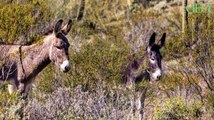 Dans le désert de Sonora aux Etats-Unis, les chevaux et les ânes sauvages creusent des puits pour accéder à l'eau située en profondeur