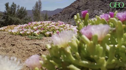 En Afrique du Sud, des plantes désertiques très rares sont sur le point de disparaître