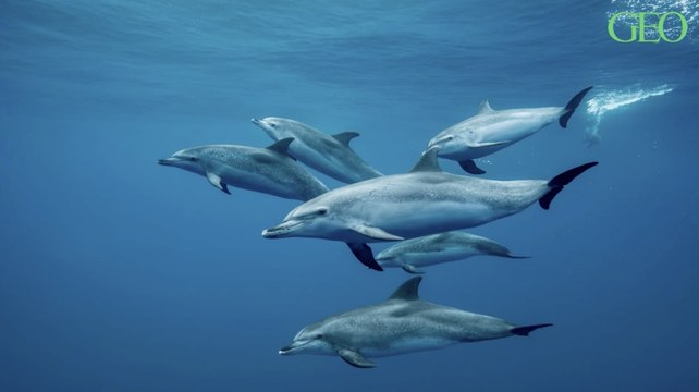 Dauphins : ils sont capables de mémoriser le sifflement de leurs congénères pour s'entraider