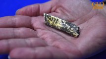 Grotte de Tautavel : des chercheurs identifient un fragment d'os 18 ans après sa découverte