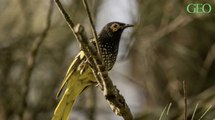 En Australie, cet oiseau est devenu tellement rare qu'il en oublie comment chanter