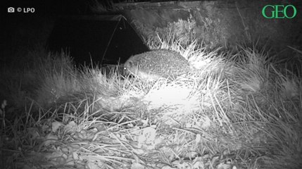 "Mission hérisson" : contribuez à la protection de ces petits mammifères depuis votre jardin