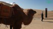 Chine : inauguration du premier feu de signalisation... pour chameaux