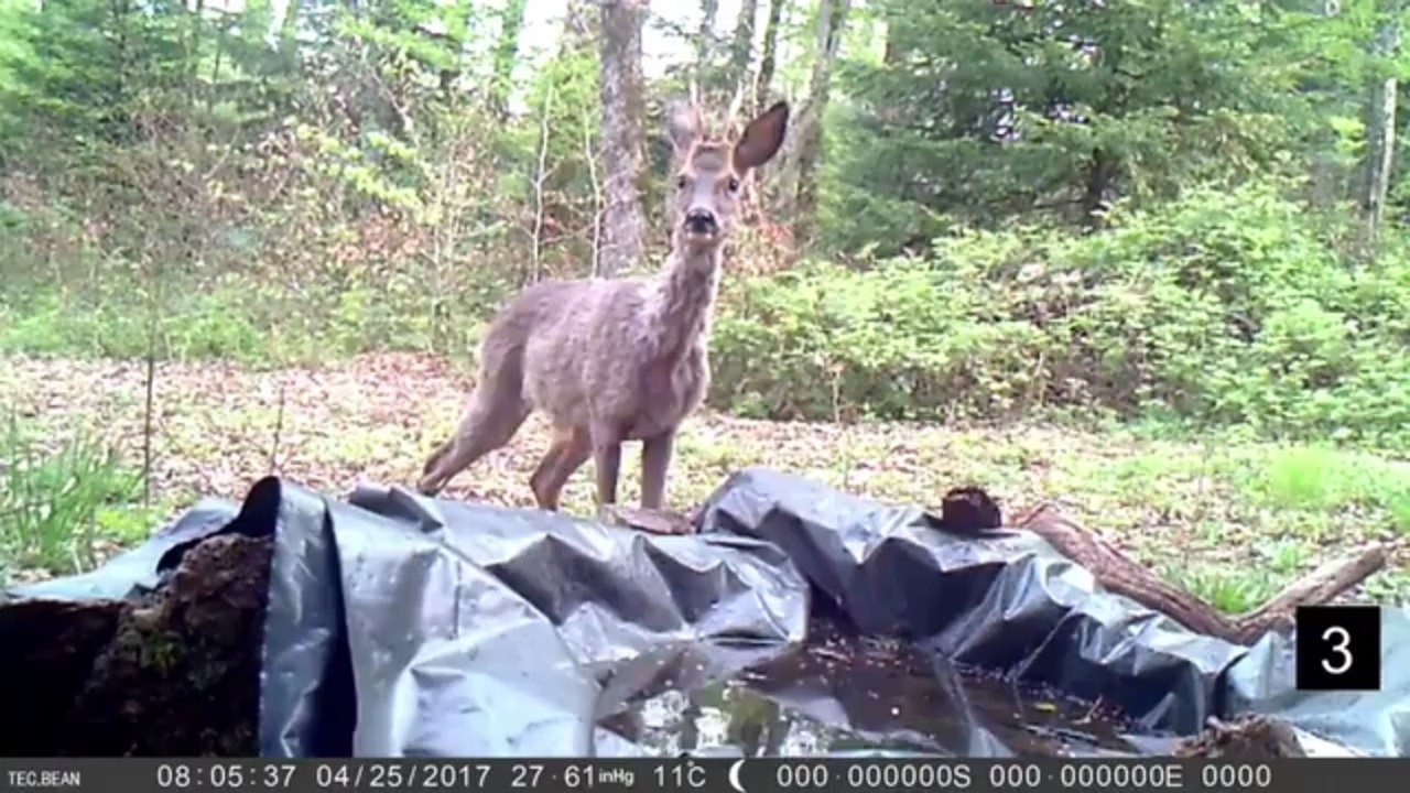 Un apiculteur amateur filme des dizaine d'espèces animales grâce à un piège-vidéo