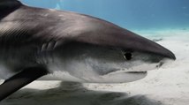 En Australie, une expérience montre que les requins-tigres auraient également un rôle de protecteurs des prairies sous-marines