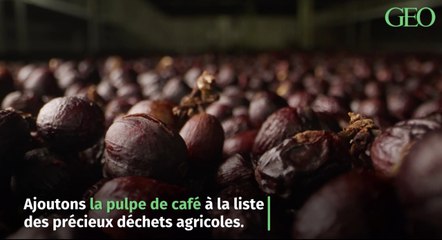 Au Costa Rica, la pulpe de café pour régénérer les forêts
