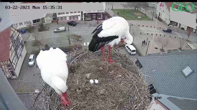 Moselle : à Sarralbe, observez en direct un couple de cigognes en train de couver