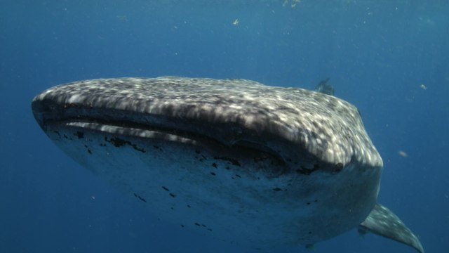 Des scientifiques découvrent des dents sur les yeux du plus grand requin du monde