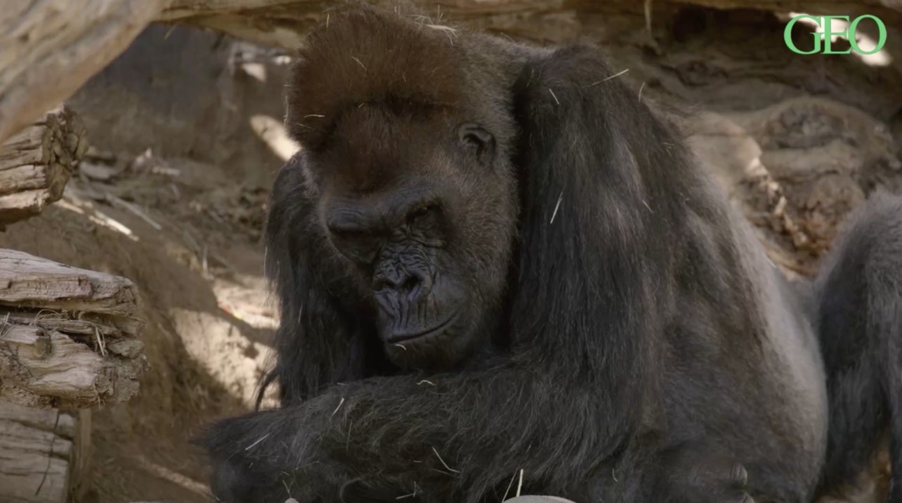 Les primates du zoo de San Diego ont été vaccinés contre le Covid-19