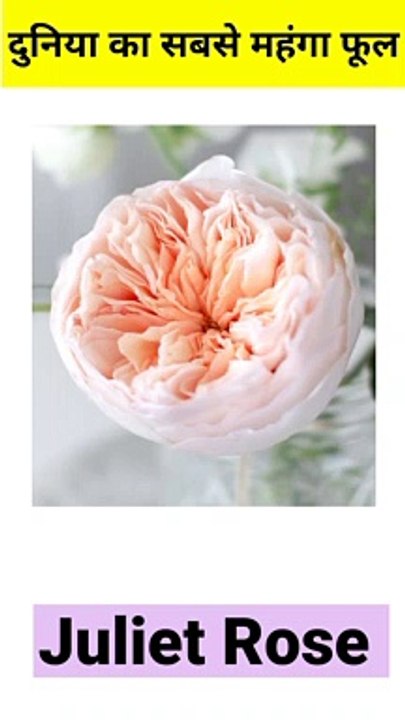 Fact about the most costly flower in the world