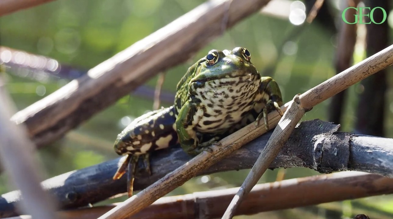 Quelle est la différence entre une grenouille et un crapaud ?