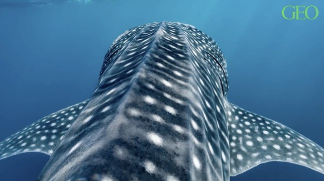 Les requins-baleines font preuve d'une remarquable capacité à se remettre de leurs blessures