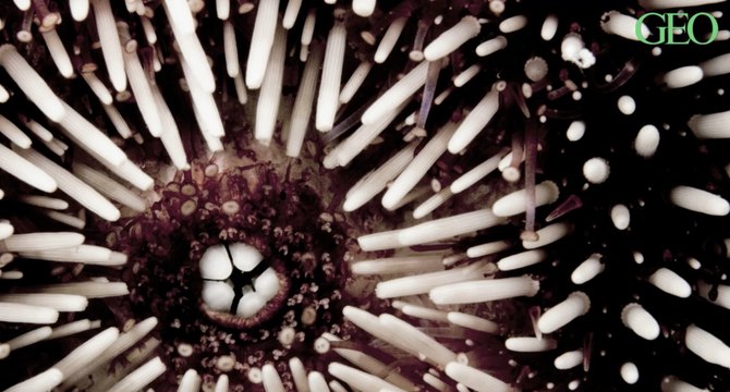 Des malformations chez les oursins causées par la pollution plastique