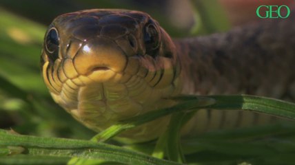 Que faut-il faire lorsqu'on se fait mordre par un serpent ?