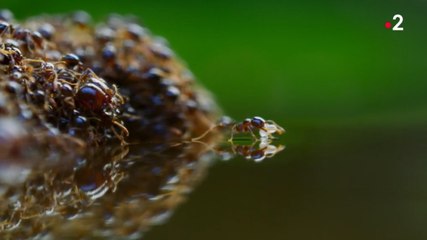 Découvrez un extrait d'Une planète parfaite, la série documentaire événement de France 2