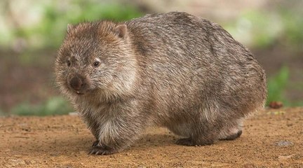 Australie : des dizaines d'animaux sauvés de la sécheresse par... des wombats !