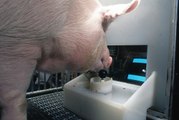 Les cochons sont capables de jouer aux jeux vidéo