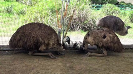 みんな大好きエミュー