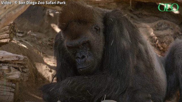 Californie : deux gorilles testés positifs au Covid-19 au zoo de San Diego