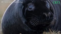 Deux rares bébés phoques noirs observés en Angleterre