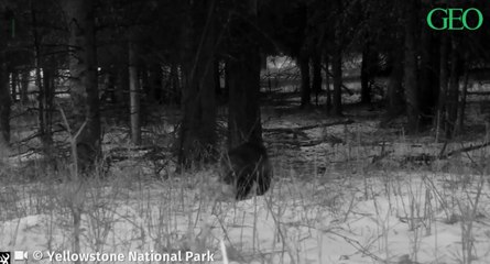 Pour la première fois depuis 10 ans, un glouton a été filmé à Yellowstone