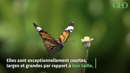 Le mystère (résolu) du battement d'ailes du papillon