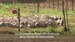 Grippe aviaire "hors de contrôle" dans le Sud-Ouest, abattages massifs attendus