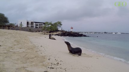 VOYAGE : Ces animaux extraordinaires des Galápagos