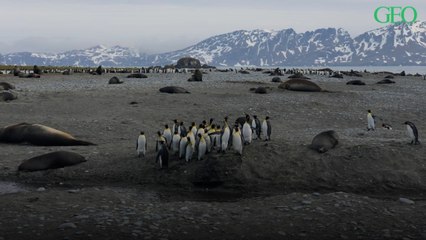 Souvenirs d'Antarctique : les images sublimes d'une expédition magique