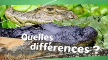 Quelles sont les différences entre les crocodiles, les alligators et les caïmans ?